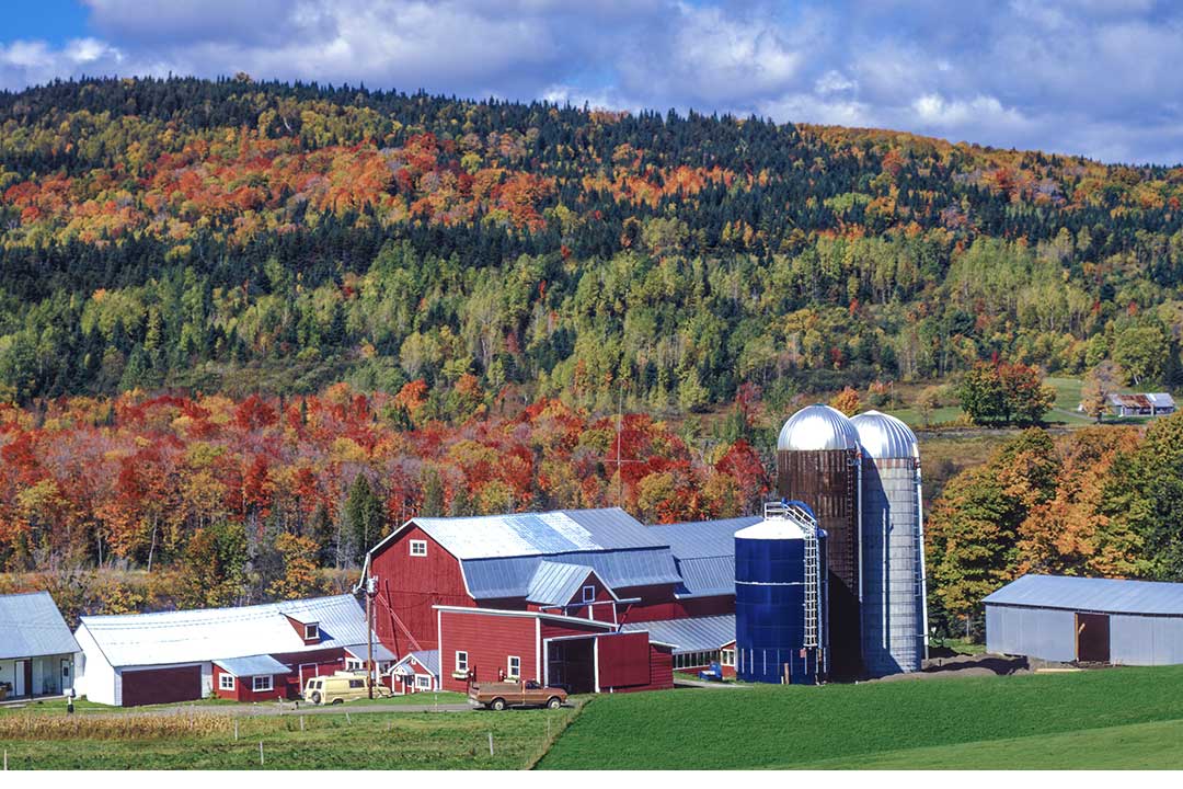 En gård med meieriproduksjon