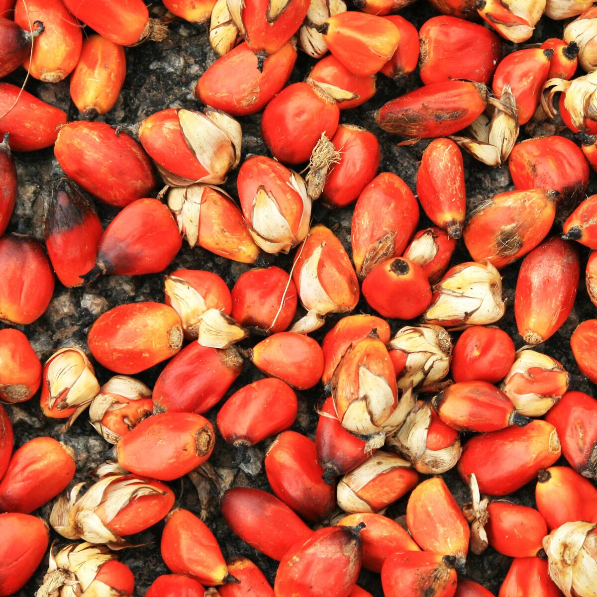 Innkjøp av palmeolje